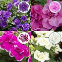 Afbeelding van Petunia double P12 Divers